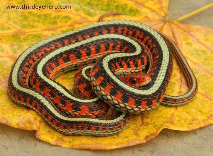 California Red-sided Garter Snake